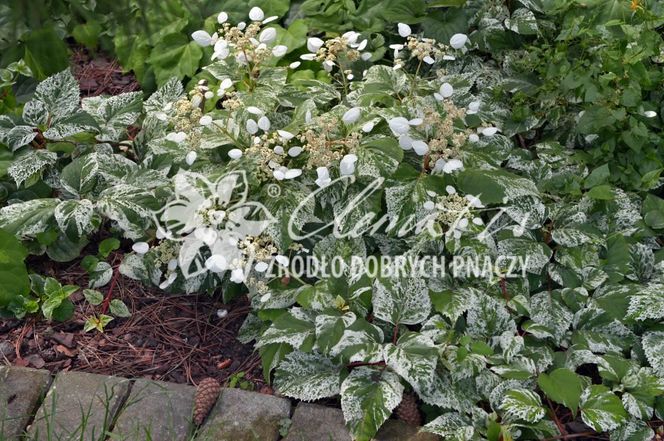 przywarka_Clematis
