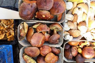 Ceny grzybów w Rzeszowie. Ile zapłacimy za kurki, prawdziwki czy borowiki?