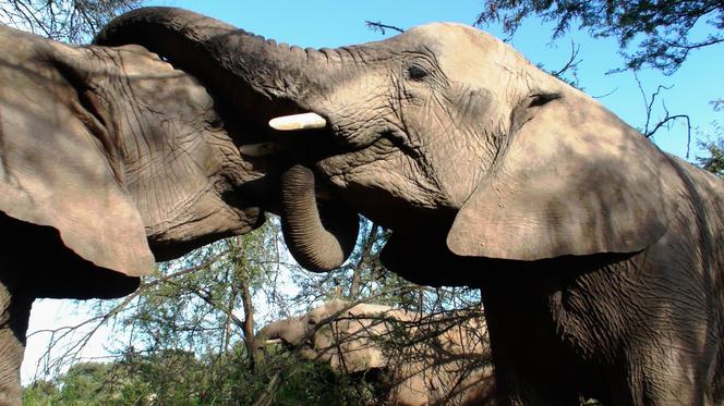 1. "50 twarzy seksu w świecie zwierząt", czyli... Walentynki w łódzkim zoo