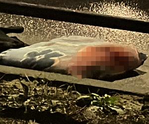 Warszawa, Praga-Południe. Na ulicy leżał zakrwawiony mężczyzna. Wyrzucono go z samochodu? 