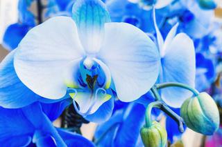 Barwienie kwiatów Phalaenopsis na niebiesko [Porada eksperta]
