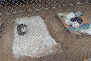 Schronisko dla Zwierząt w Olsztynie