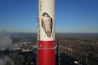 Toruńskie sokoły zostaną zaobrączkowane