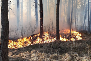 Gigantyczny pożar lasu na Mazowszu. Płonie 60 ha, śmigłowce i samoloty w akcji