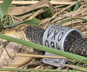 Żywioł nie oszczędził nawet bocianów. Nawałnica zabiła całą rodzinę