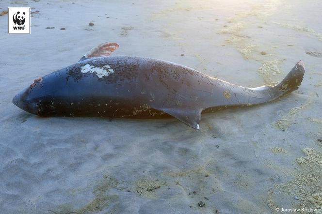 Ostatnio na plaży znaleziono 4 martwe morświny