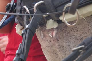 Poranione konie SKRZATUSZ