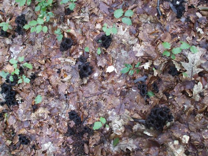 Trąbka umarłych - osobliwy grzyb z polskich lasów
