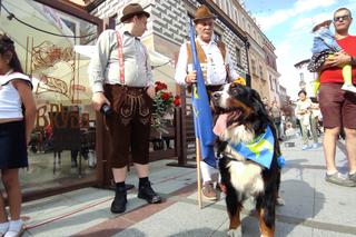 Berneńskie psy pasterskie opanowały Rynek w Tarnowie