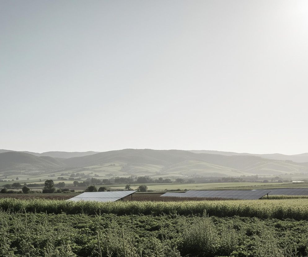 Rozległy, pagórkowaty krajobraz w jasnym, słonecznym dniu. Na pierwszym planie znajduje się zielone pole pełne gęstych roślin, wśród których widoczne są fragmenty ciemniejszej ziemi. W środkowej części obrazu, na tle pól uprawnych, rozmieszczone są trzy rzędy paneli słonecznych o ciemnoszarej powierzchni. Dalej rozciągają się zielone pola i wzgórza, stopniowo blednące w oddali, gdzie zarysowują się kolejne pasma górskie, ginące w jasnej, zamglonej poświacie horyzontu. Prawie połowę kadru zajmuje jasne niebo, z wyraźnym, intensywnym blaskiem słońca w prawym górnym rogu.
