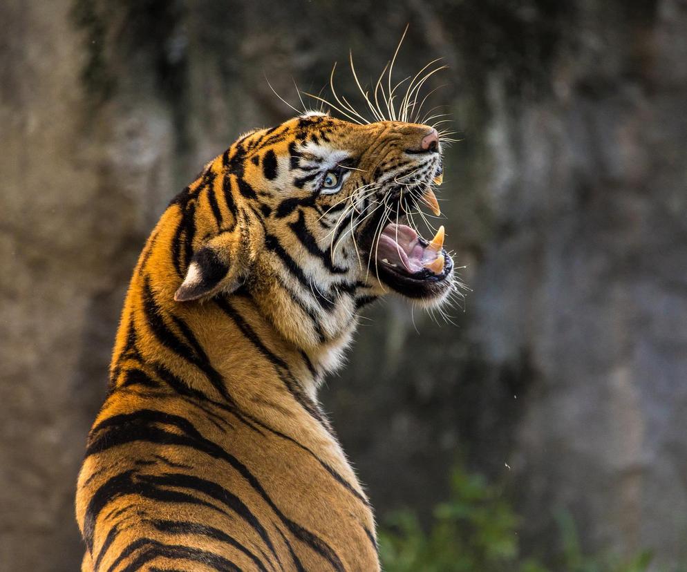 Alarm na Podkarpaciu. Ukraiński Tygrys uciekł z ZOO. Jest śmiertelnie niebezpieczny 