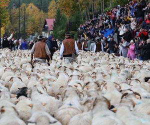 Owce opanowały Szczawnicę. Tak wyglądał redyk jesienny w małopolskim uzdrowisku