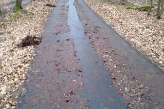 Ścieżka w Puszczy Bukowej 