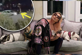 Psy Lady Gagi uprowadzono w brutalnym napadzie! JEST WIDEO Z MONITORINGU