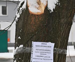 Zostawcie drzewa w spokoju. Mieszkańcy Wołomina protestują przeciwko wycince 