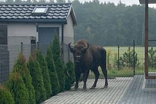 Żubr odwiedził Tulce pod Poznaniem