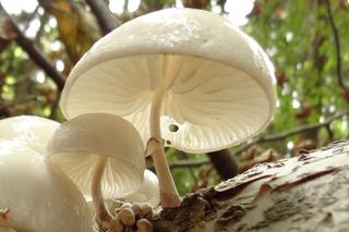 Monetka bukowa w Karkonoskim Parku Narodowym. Zobacz tego niepozornego grzyba [ZDJĘCIA]