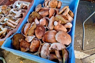 Ceny grzybów na rzeszowskich targach