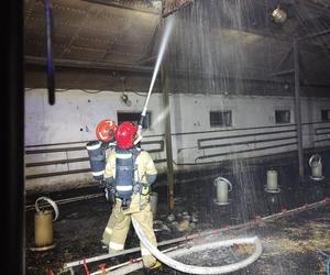 Pożar kurnika w Lubawie. Są straty w inwentarzu