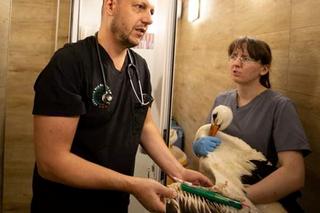 Zrobią bocianowi skrzydło ze sztuczną kością