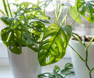 Monstera