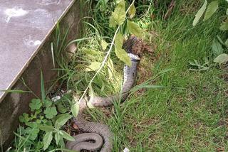 Murowana Goślina. Poinformowali o niebezpiecznym wężu w ogrodzie. Doszło do walki!