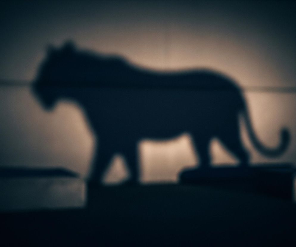 Rozmyta sylwetka dużego kota, prawdopodobnie tygrysa lub lwa, widoczna jest na jasnej ścianie, tworząc kontrast z ciemnym otoczeniem. Postać jest ciemnoniebieska na tle jasnobeżowej powierzchni. Dolna część kadru jest bardzo ciemna, z niewyraźnymi, prostokątnymi kształtami wzdłuż podstawy ściany. W prawym górnym rogu widać rozmyte, pomarańczowe światła na tle granatowego nieba.