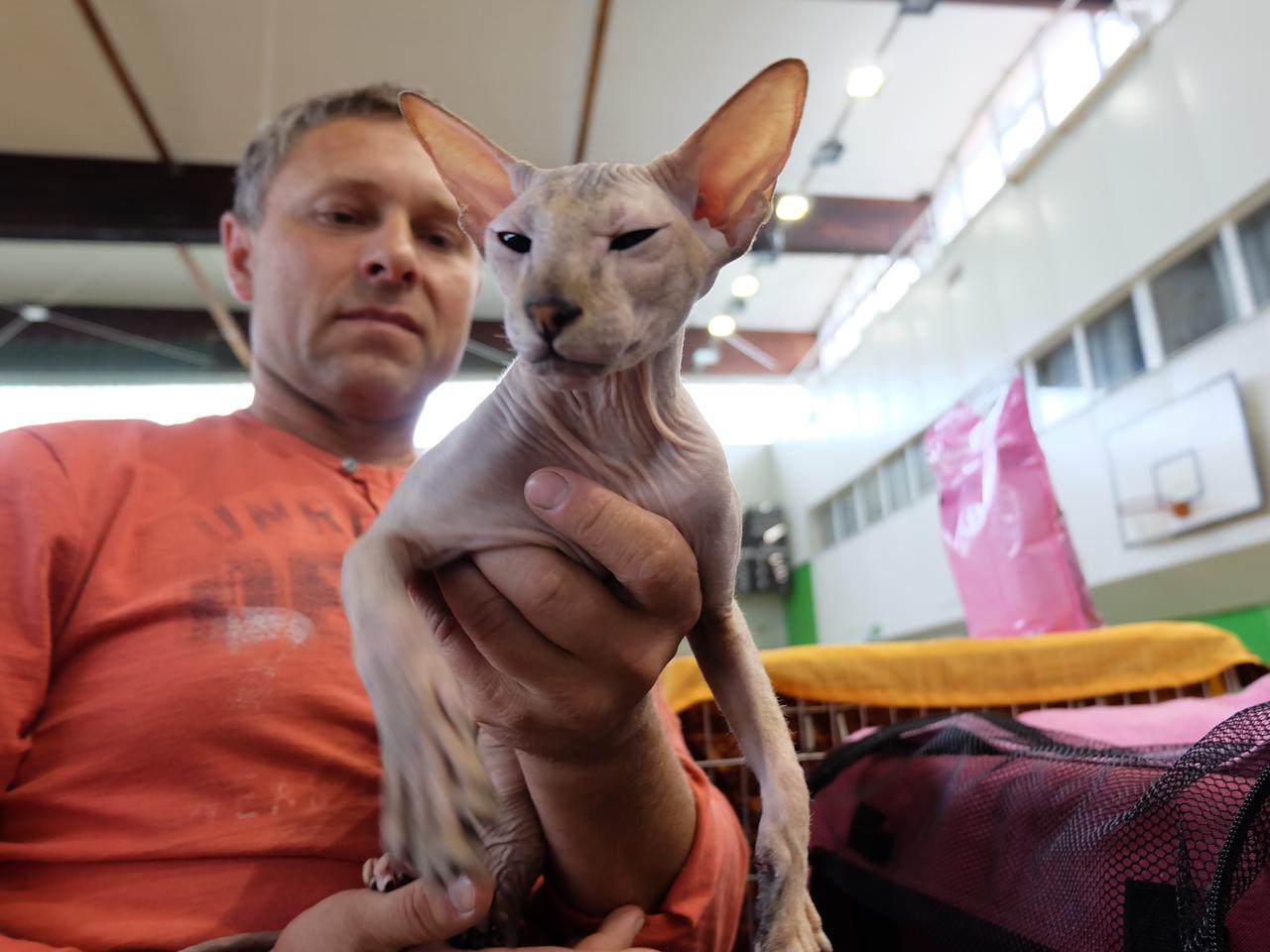 Wystawa kotów rasowych w Zamościu: Kociaki pokazywały swoje wdzięki [ZDJĘCIA]