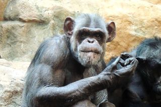 ZOO zaprasza na urodzinową dyskotekę. Tak swoje urodziny będzie obchodzić 40-letni szympans Szymon