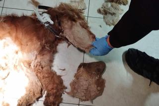 Dramatyczna interwencja KTOZ. Wygolone włosy psa ważyły ponad trzy kilogramy