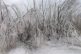 Leśnicy ostrzegają - uwaga na okiść! Nie wchodźcie do lasów, łamią się drzewa i gałęzie [GALERIA]