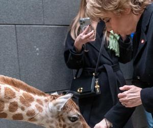 Nowy mieszkaniec łódzkiego zoo! Trudne początki młodej żyrafy