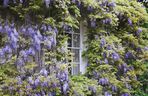 Wisteria (glicynia)