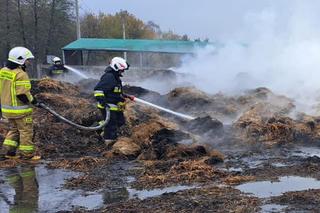 To on podpalił siano zwierzakom z Przystani Ocalenie