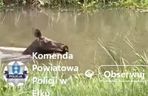 Łoś pływał w rzece i spacerował po Ełku! 