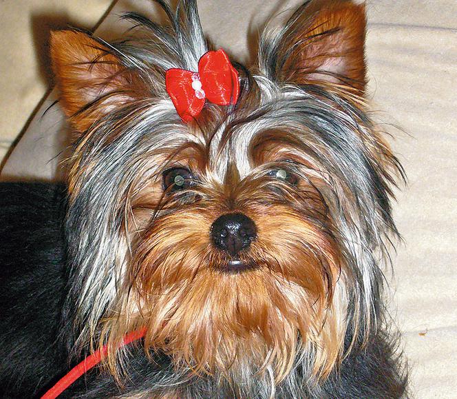 Dominika Podsiadło: Porywaczu! Oddaj mojego Idusia 