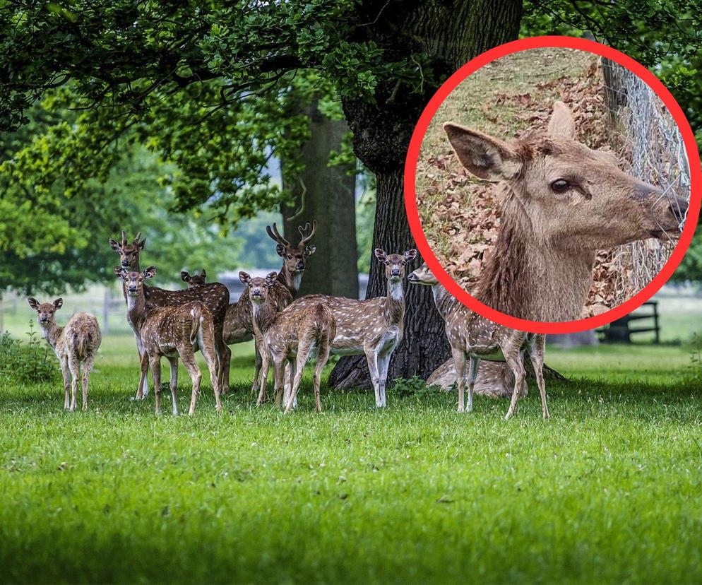 W Kosewie padła łania. Mamy odpowiedź PAN w tej sprawie: „Od jakiegoś czasu odstawała od stada”