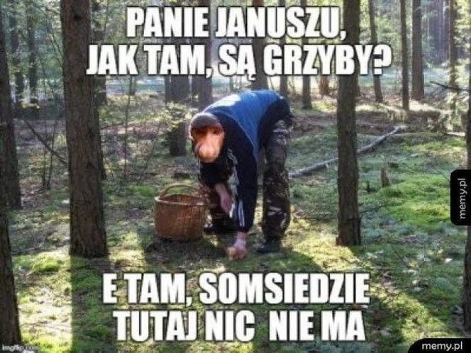 Memy o grzybobraniu 2022