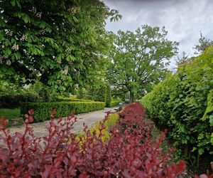 Sielanka, czyli zielona perła Bydgoszczy, o której mało kto pamięta!