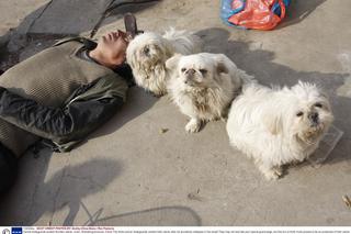 Psiaki pilnowały pijaczka 