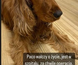 Paco, pies Moniki Richardson