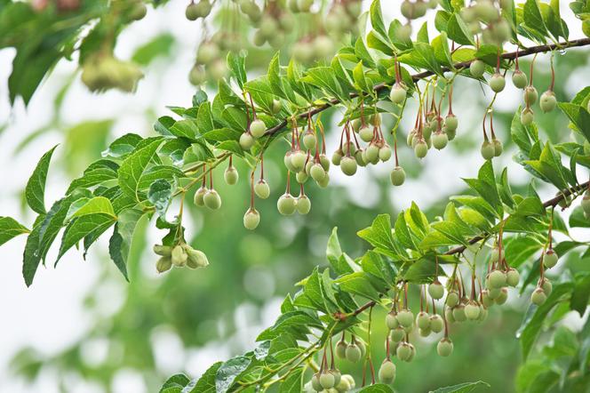 Styrak japoński - Styrax japonica