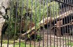 Puma Nubia na razie zostanie w chorzowskim ZOO. Zestresowane zwierze tęskni za opiekunem [ZDJĘCIA, WIDEO]