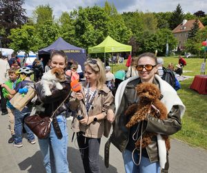 Festiwal Przyjaciół Zwierząt w Olsztynie. Park Centralny opanowały radosne pieski
