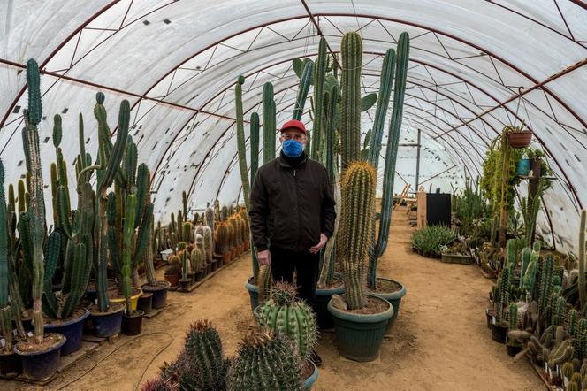 Kaktusy pana Mieczysława potrzebują ciepła