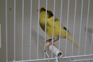 Egzotyczne ptaki w Bydgoszczy. Za nami wyjątkowa wystawa [ZDJĘCIA] 