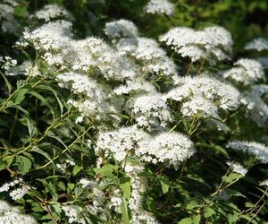 Tawuła japońska 'Albiflora'