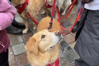 Golden Retriever WOŚP w Poznaniu