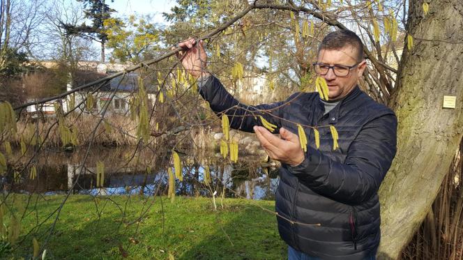 Pogoda oszalała! W Bydgoszczy rosną krokusy i przebiśniegi 