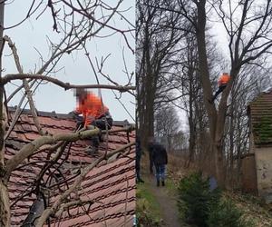 Wszedł na dach i drzewo, co za akrobacje!